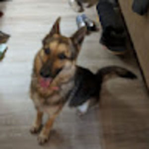 Meet your Posher, Ava